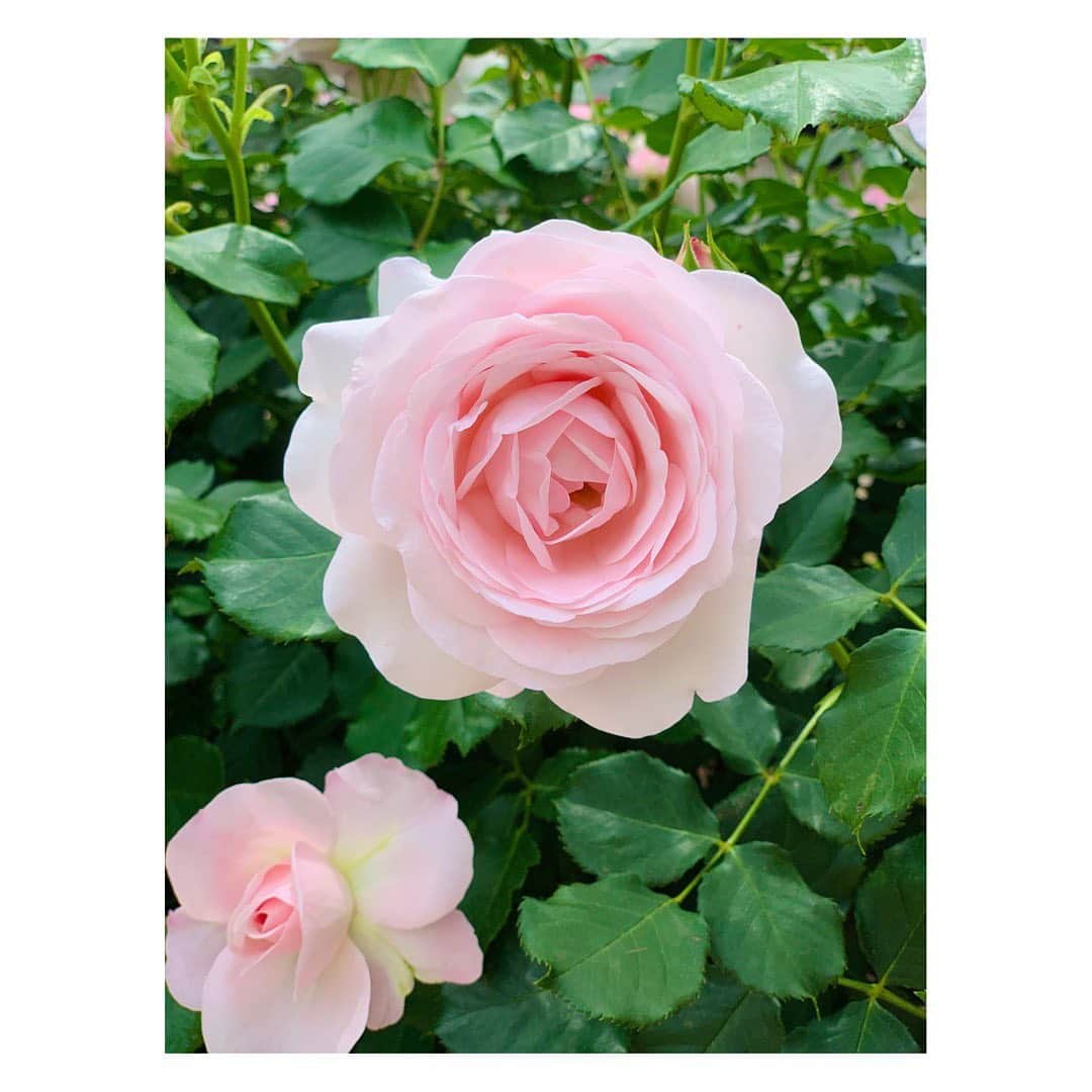 長野美郷さんのインスタグラム写真 - (長野美郷Instagram)「バラの季節！  切り花も好きだけど、 この時期外で咲くバラってのびのびしてて好きです😊  淡いピンクの可愛すぎるバラ✨ さぞかしオシャレなカタカナネームで 覚えきれないんだろうなぁと思ったら、  【花ぼんぼり】だって😳  え！！#和 なの！！！？  #ギャップ がまた素敵😍  #バラ #花ぼんぼり #ぼんぼりって思いながら見るとなお愛おしい🥺 #花好き #花を探しながら散歩　にはまってます」5月11日 17時10分 - misato_nagano_1127