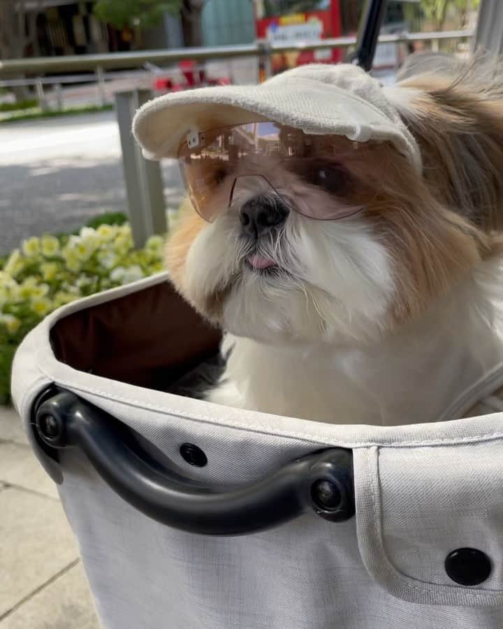 水嶋はちのインスタグラム：「I'm driving my convertible car  🏎ззз 🏎ззз 🏎ззз 🏎ззз * * ボクのリラックス法はドライブに出かけることです。爽やかな朝はサングラスをきめてオープンカーで出かけます。 目的地は大好きなブリコラ。スタッフのみなさんの優しい笑顔がさいこうで、いおりくんのコーヒーを飲むと元気になれます！ 風の音を聴きながら、空を見上げながらドライブして大好きな人に挨拶して大好きなコーヒーを飲むと気持ちを切り替えて今からまた頑張れそう！と思えます🐶💛 ドライブ中、ちょっぴりかっこつけているボクをご覧ください🐶😎 * * #はち #Hachi #シーズー大好き部 #ワングラス 🧢&🕶 → @i_m_gallery」
