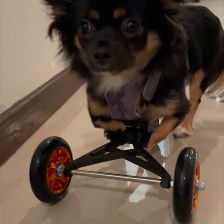 Ana Brenda Contrerasのインスタグラム：「What a gift for this dog mommy 💕 can’t find the words to thank you enough for making this custom made set of wheels @wagginwagons @bionicpets  my heart is filled with joy to see my @tomasababy to be able to look up and look around while taking a walk . One step at a time I know , we have to be patient!! But I’m telling you she was waving her tail and not shaking for the first time when trying a set of wheels. Thank you for what you do 😭 ❤️💕 can’t thank you enough forever grateful 💫 you made it so easy and personal following every step and telling me what to do thru the whole process  Follow tomasa’s journey on @tomasababy 🐾//   Gracias gracias @wagginwagons por hacerle estas ruedas customizadas  a mi Tomasa me explota el corazón de verla poder caminar poquito y subir la cabeza y ver a su alrededor ❤️ gracias por lo que hacen por nuestros perrhijos @bionicpets ❤️ ( si se quieren alegrar los días sigan estas cuentas y vean las cosas tan bonitas que hacen por nuestros animales con necesidades especiales 💕🐾 ) @wagginwagons @bionicpets」