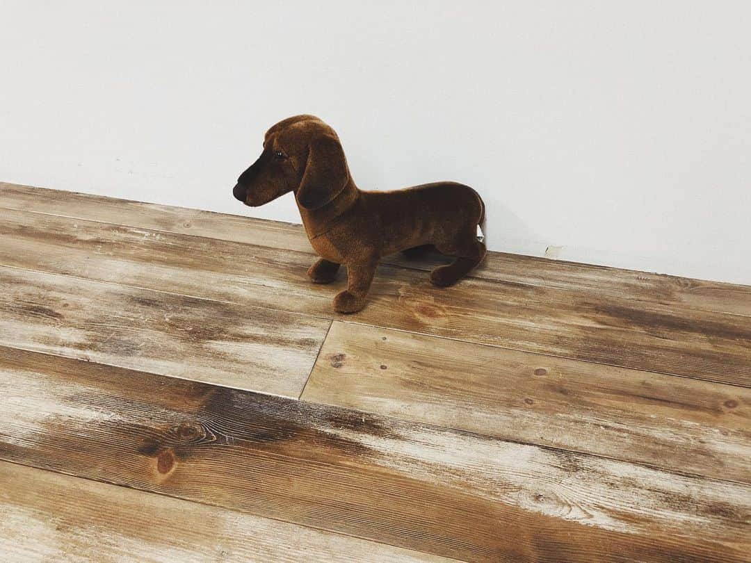 のインスタグラム：「昨日は夏の茶色について考えていました🍫🦦  我が家のハンドリーも打ち合わせに参加🐕🧳」