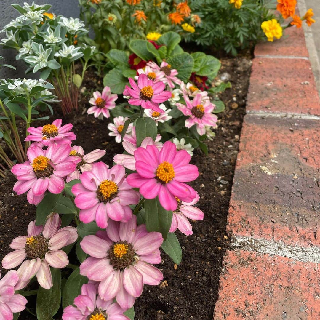 のインスタグラム：「引っ越した時は本当になんにも手入れしてなくて酷かったけど、最近花の魅力に気づいてちゃんとやり始めた✌️ やっぱりぜんっぜん違うなぁ💜💚 癒される〜！！！ 水やり頑張らないと🤦‍♀️ #ガーデニング #花のある暮らし  #花のある生活」