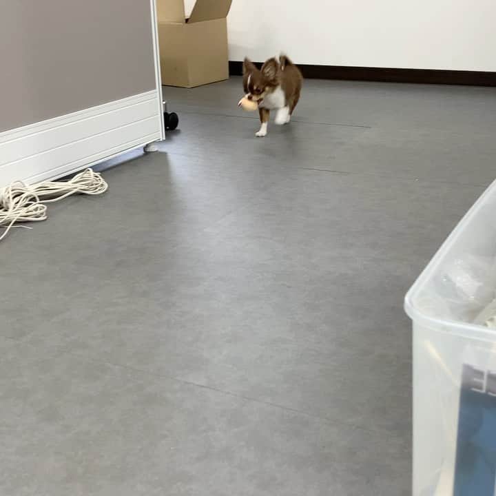 iDog&iCatのインスタグラム