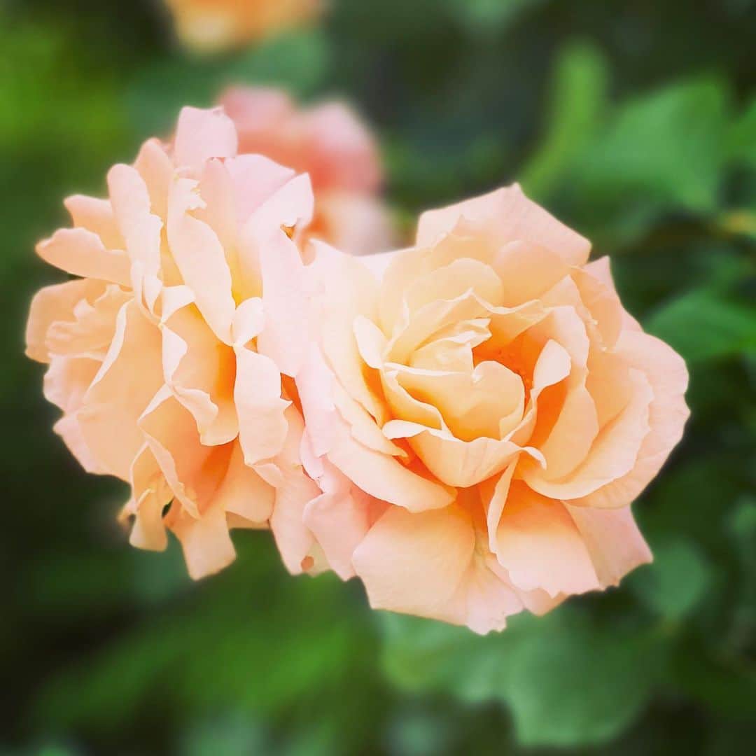 岸本哲也さんのインスタグラム写真 - (岸本哲也Instagram)「🌸きれいなお花が咲いていました。バラかな？オレンジのような色が鮮やかで、見ていると元気がでます。 きょうは妻の🎉誕生日なのでお花を買って帰ろうかな。ちょっと照れますが😊  🌸Found some beautiful flowers. Rose? I guess. Orange-like color is so vivid that I got my spirit lifted just by looking at these.lol  It’s my wife’s birthday today. I’ll get some flowers for her later. 😊  #flowers #rose #spring #sun #beautiful #orange #color #pretty #cute #花 #薔薇 #春 #綺麗 #海 #ビーチ #beach #ocean #likeforlikes #follow #ハワイ #hawaii #nature #environment #dogstagram #chihuahua #誕生日#maltese #birthday #wife #happybirthday」5月12日 17時08分 - tetsuya_kishimoto