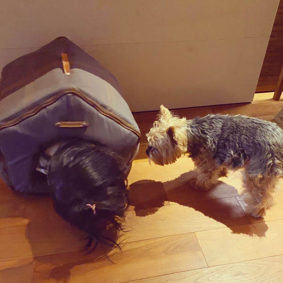 田波涼子さんのインスタグラム写真 - (田波涼子Instagram)「よく入りましたね🐶  #ビク　 #family  #ヨーキー  #dog  #娘　ビクと仲良し」5月12日 17時53分 - ryokotanami.idea