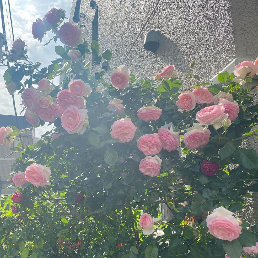 堺美紗稀さんのインスタグラム写真 - (堺美紗稀Instagram)「🥀🤍」5月12日 22時19分 - misaki__sakai