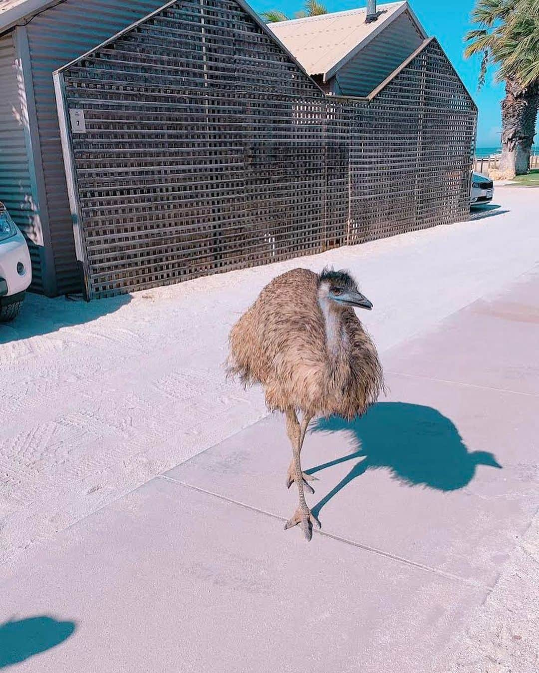 朝日放送「朝だ！生です旅サラダ」さんのインスタグラム写真 - (朝日放送「朝だ！生です旅サラダ」Instagram)「@ennayamashiro ﻿#モンキーマイア ドルフィンリゾート では名前にイルカが入っている通り、99%の遭遇率で野生のイルカに会うことができるんです🐬🐬🐬 イルカや海洋性物がだいすきな私‥‥。 間近で見ることができ、その思い出を絵にしてみました✍🏻🥰🙌🏻野生のイルカをここまで近くで見れたのははじめて‥！🥺🐬 他にもウミガメや、敷地内では普通にエミューも居ました😂笑 _ #イルカ　#Dolphin #ウミガメ　#エミュー !? #Dolphinswim #思い出をイラストに #モンキーマイア #MonkeyMia  #SharkBay #世界遺産 #西オーストラリア #Perth #パース #Australia #オーストラリア　 #世界でひとつのオーストラリアマップ _ #ABCテレビ #朝日放送テレビ #朝だ生です旅サラダ #旅サラダ #旅サラダガールズ #山代エンナ #イラストレーター #海外 #旅 #travel #trip」5月12日 22時48分 - tabisalad