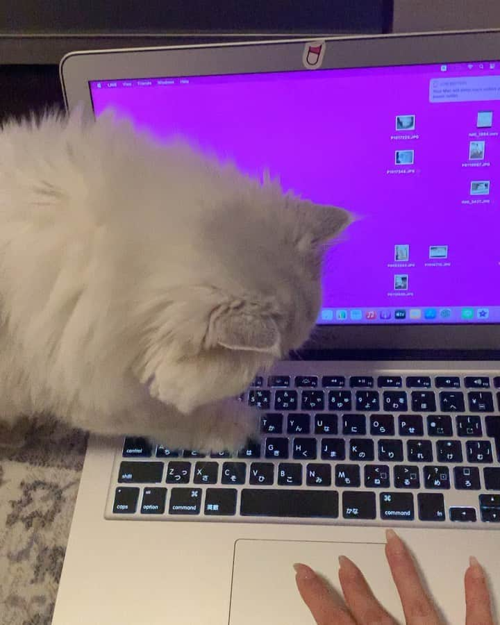 BeBeのインスタグラム：「べべちゃんの💻time😂🐾🐾🐾　#cat #kitty #kittycat #meow #instamovie #catvideo #bebe #persiancat #catsofinstagram #kittensofinstagram #petsofinstagram #猫　#ねこ #CATLIFE #adorable #ilovecat #hubcats」