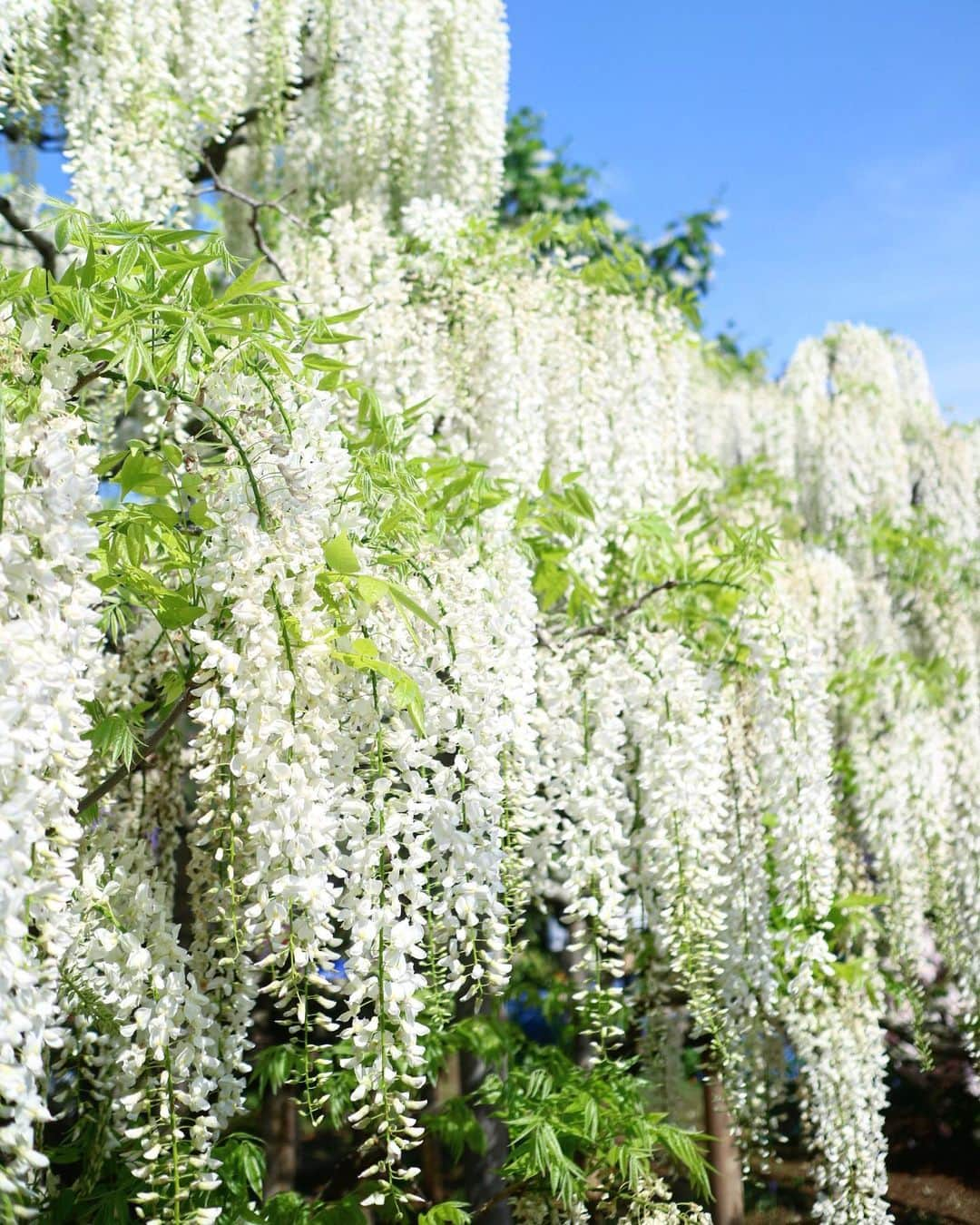 斎藤ちはるさんのインスタグラム写真 - (斎藤ちはるInstagram)「お花の写真って見てるだけで癒されますよねえ☺️ . 2年前の今頃に撮ったお花たち。 . . #また #撮りたい な #カメラ 持って #散策 して #そのとき しかない #瞬間 を #記録 しておきたい #趣味 #カメラ . . #斎藤ちはる#テレビ朝日アナウンサー#テレビ朝日#テレ朝#アナウンサー#お花#花#おはな#はな#花のある暮らし#花畑#藤の花#藤#ツツジ？#ピンク#白#紫#色とりどり#色とりどりの花#お花畑#ミラーレス#ミラーレス一眼」5月13日 20時00分 - chiharu_saito_ex