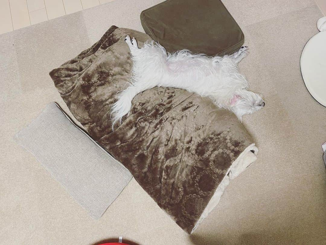 武田訓佳さんのインスタグラム写真 - (武田訓佳Instagram)「🐶 ・ 動画のこめちゃん吠えます！音注意🗣 ・ ・ 愛しのこめちゃん🤍 まっしろだから。こめ。🌾。🍚。🍙。 マルシュナちゃんです。 おんなのこ。 ・ ・ 7割へんてこなこめちゃん。 変な寝方するし たまにカバみたいになるし ときどき口閉めて鳴くし 喋るし 羊カットやし🐑(それは本人関係ない) 不思議な魅力を持った彼女にくびったけ🤤❤️ ・ ・ ・ ちなみに一番いただく質問👼🏻 えぇ、私が飼ってません。 姉の家の子です🤣 一緒に写ってるの以外はだいたい 毎日送ってもらってる写真たち。笑 ・ おばバカがすぎる。笑 ・ ・ ・ #きょうのこめ #こめちゃん #こめ #マルシュナ #シュナマル #マルチーズ #シュナウザー #mix #はぁ愛し #🤍 #🐶 #こめちゃんストーリー登場率高め #ハイライトもたくさんあるよ #子犬の頃からあるよ #💕」5月13日 15時15分 - kunika0117