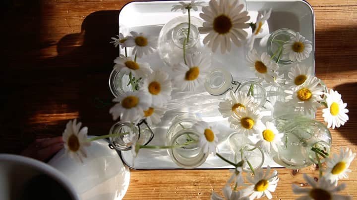のインスタグラム：「﻿ 平和な﻿ 昼下がり。﻿ この時期、庭じゅうに咲くマーガレット木春菊。今年も満開。」