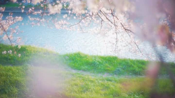 Sherryのインスタグラム：「ㅤㅤㅤㅤㅤㅤㅤㅤㅤㅤㅤㅤㅤ ㅤㅤㅤㅤㅤㅤㅤㅤㅤㅤㅤㅤㅤ 忘れたくなくても 淡くて儚くて だんだん薄れていくもの ㅤㅤㅤㅤㅤㅤㅤㅤㅤㅤㅤㅤㅤ ㅤㅤㅤㅤㅤㅤㅤㅤㅤㅤㅤㅤㅤ」