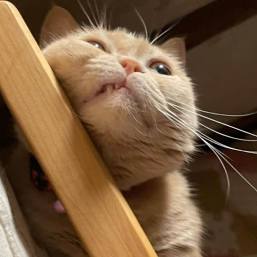古市憲寿さんのインスタグラム写真 - (古市憲寿Instagram)「はっ！もうちょっとうまくいくと思ったのになあ。やってらんないよ。の顔  #ニャンスタグラム #猫の憂鬱」5月13日 18時50分 - poe1985
