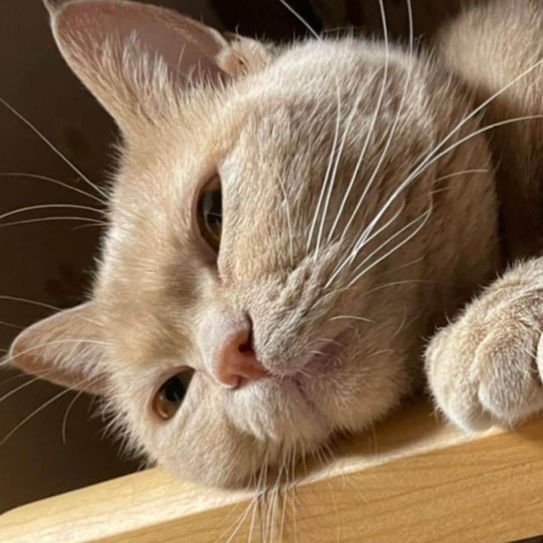 古市憲寿さんのインスタグラム写真 - (古市憲寿Instagram)「はっ！もうちょっとうまくいくと思ったのになあ。やってらんないよ。の顔  #ニャンスタグラム #猫の憂鬱」5月13日 18時50分 - poe1985