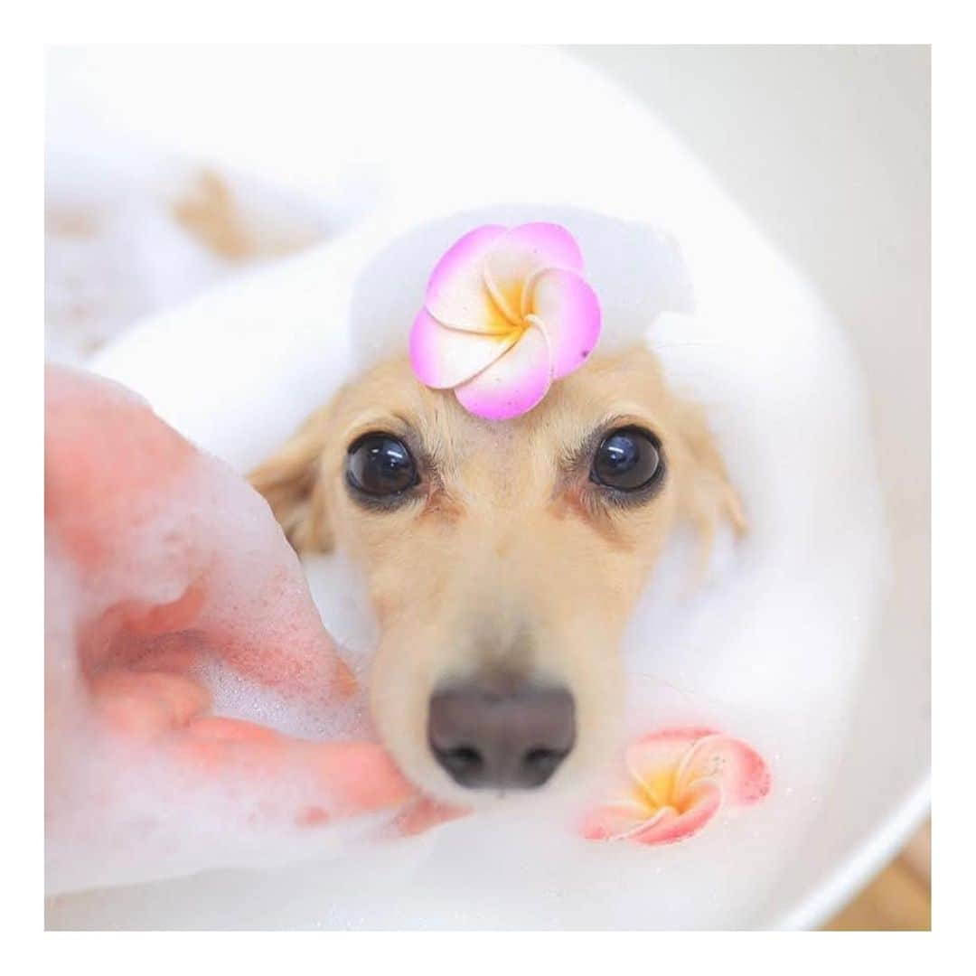 小林由未子さんのインスタグラム写真 - (小林由未子Instagram)「🐶  今日は#愛犬の日 なんだそうです!!  たまには優雅に泡風呂🛁  #いぬすたぐらむ  #カニヘンダックス  #ミニチュアダックス」5月13日 19時14分 - _yumikobayashi_