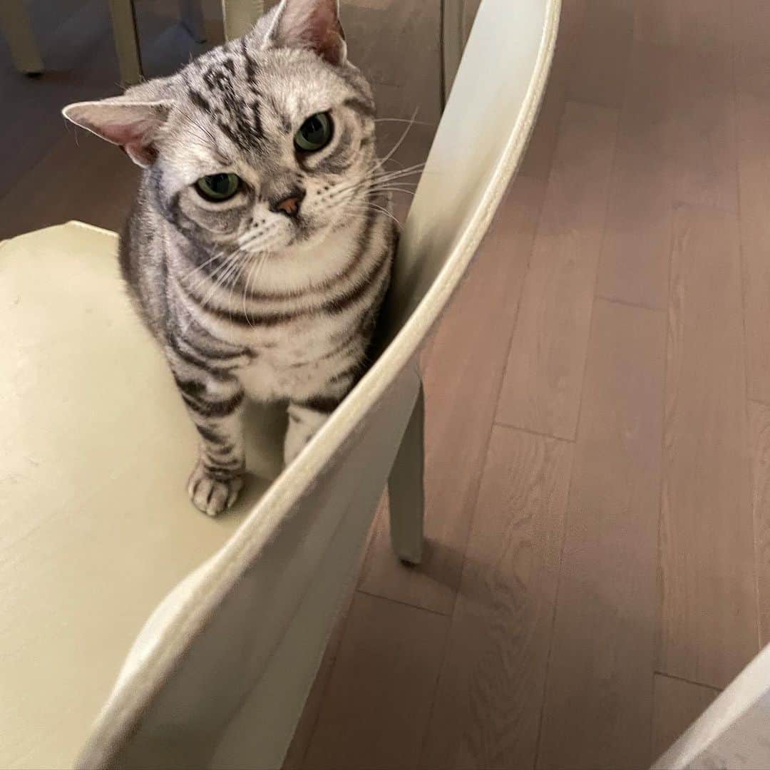 草間淑江さんのインスタグラム写真 - (草間淑江Instagram)「猫がはっきり写っていないので  アンディくんのみアップしますね❣️❣️❣️  #我が家の猫#アンディくん」5月13日 19時14分 - yoshie_kusama