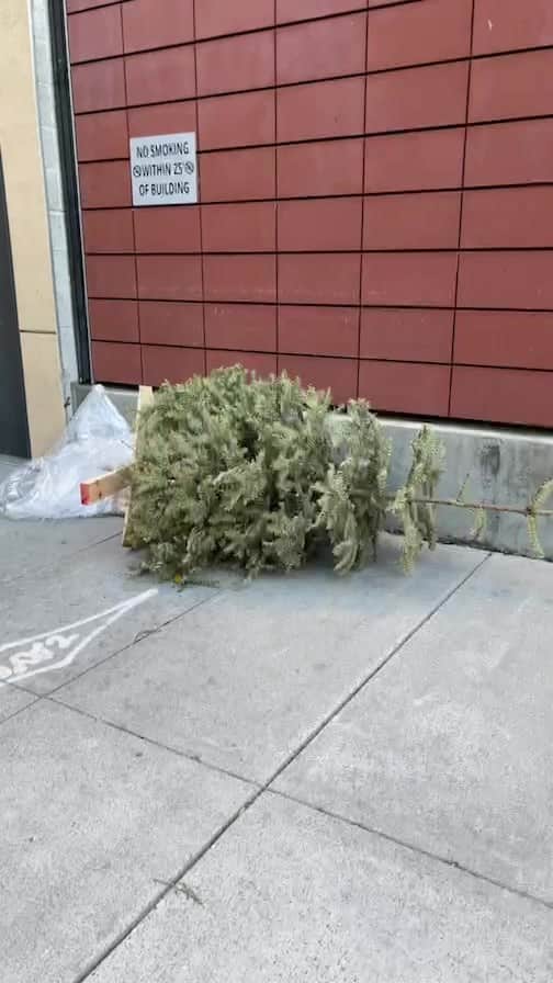 Natasha Yiのインスタグラム：「OMG! Someone outside my place is throwing away their Christmas tree…. It’s JUNE!! 😂😂🤣🎄 Tell me the truth, when did you put away your Xmas tree❓」