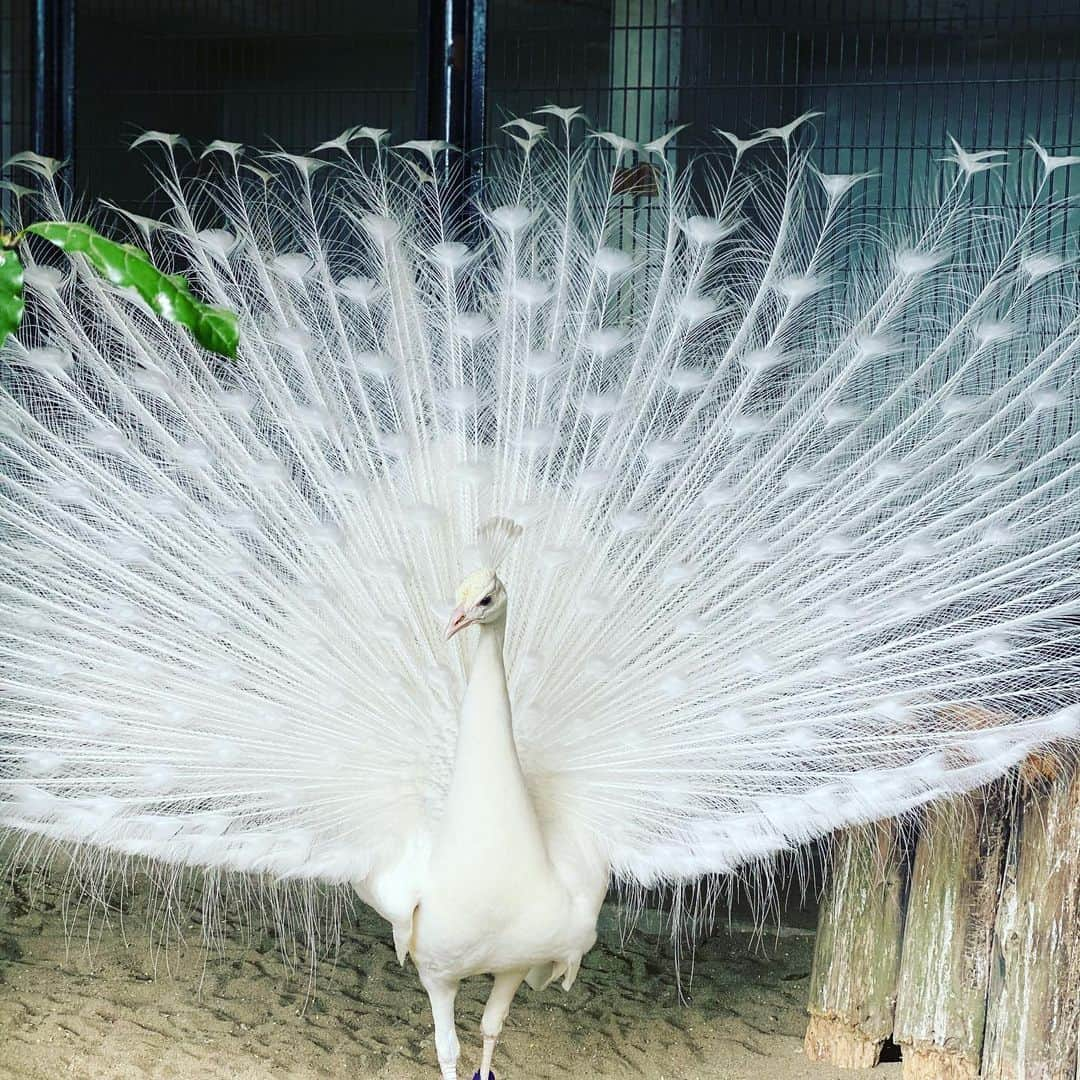 高島彩さんのインスタグラム写真 - (高島彩Instagram)「暑い日が続きますね  先日訪れた動物園で、白いインドクジャクが、上尾筒を広げていました  涼しげなシースルーの羽 神々しい姿に 次女は「ゴージャス〜」とうっとり  クジャクのドヤ顔もなかなかです  では、明日の夜　#サタデーステーション でお会いしましょう  番組公式Twitterも是非ご覧ください。 動画の投稿などもありますょ。  #インドクジャク  #サタデーステーション #高島彩」6月11日 21時00分 - aya.takashima_official_2021