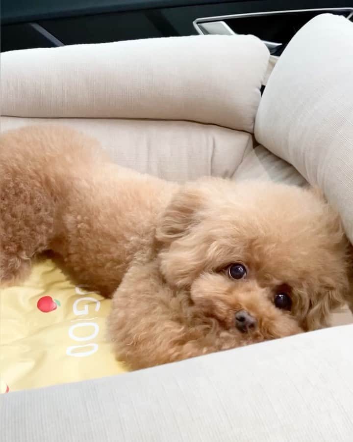 ショコラ❤︎あずき❤︎パンナのインスタグラム