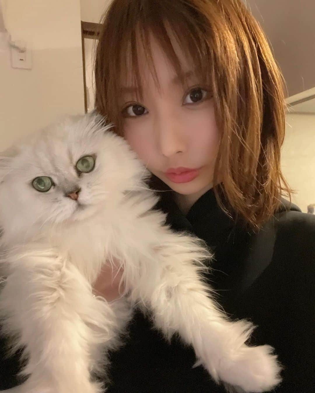 花咲来夢さんのインスタグラム写真 - (花咲来夢Instagram)「シャルちゃん💓ふわふわ可愛い🐾 ずっと一緒☺️  #ねこ #猫」6月8日 2時30分 - raimu_charlotte