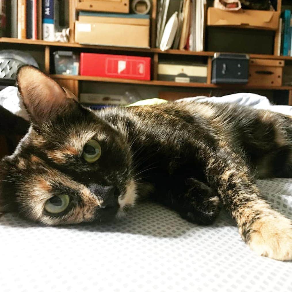 CatStockerさんのインスタグラム写真 - (CatStockerInstagram)「Hello! @catstocker is here!  Follow our FURRriend @caribe_carey  Swipe for more pictures 👉」6月7日 19時33分 - catstocker