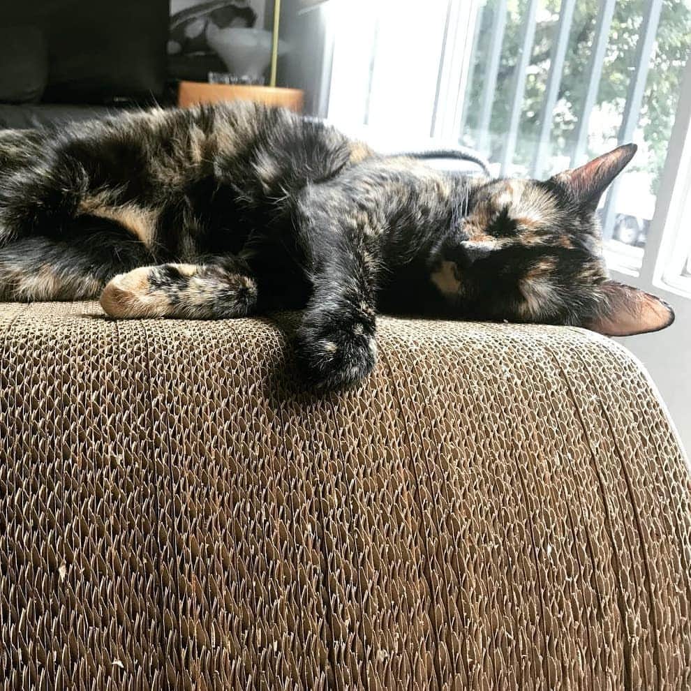 CatStockerさんのインスタグラム写真 - (CatStockerInstagram)「Hello! @catstocker is here!  Follow our FURRriend @caribe_carey  Swipe for more pictures 👉」6月7日 19時33分 - catstocker