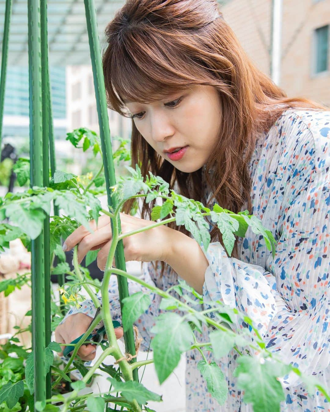 尾崎里紗のインスタグラム：「＃バゲットガーデン トマト、すくすく成長中🌿 背丈が少しずつ伸びていたり、いつの間にか実が出来ていたり・・ 定点カメラでおさえていたら物凄い変化なんじゃ！？と驚かされるほど、成長が目に見えます😳  今日はトマトの脇芽を切りました✂️ トマトの実を大きくするにはこの作業がめちゃくちゃ大事なんだとか・・🤔 2枚目は、右手に脇芽、左手にバジル（食べる用笑） バジルはカプレーゼに。ドヤ顔で食卓に出しました！笑  また新しいお野菜を植えたので、OAに合わせてまたご報告します〜！！ . #バゲットガーデン #ミニトマトのお世話🍅 #実が赤くなる日が待ち遠しい！」