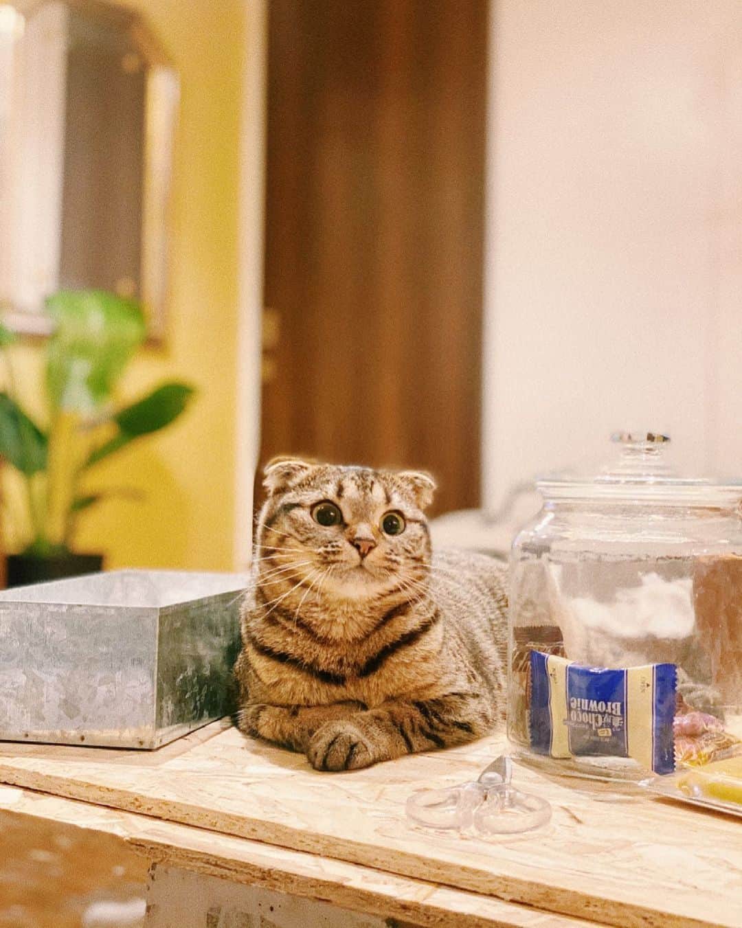 Ami さんのインスタグラム写真 - (Ami Instagram)「猫って家中ついてくる生き物だったの？ 知らなかったよ。 まだまだ深い猫沼にハマっていく気がする🥺 @paint_penki45」6月8日 11時51分 - ami_dream05