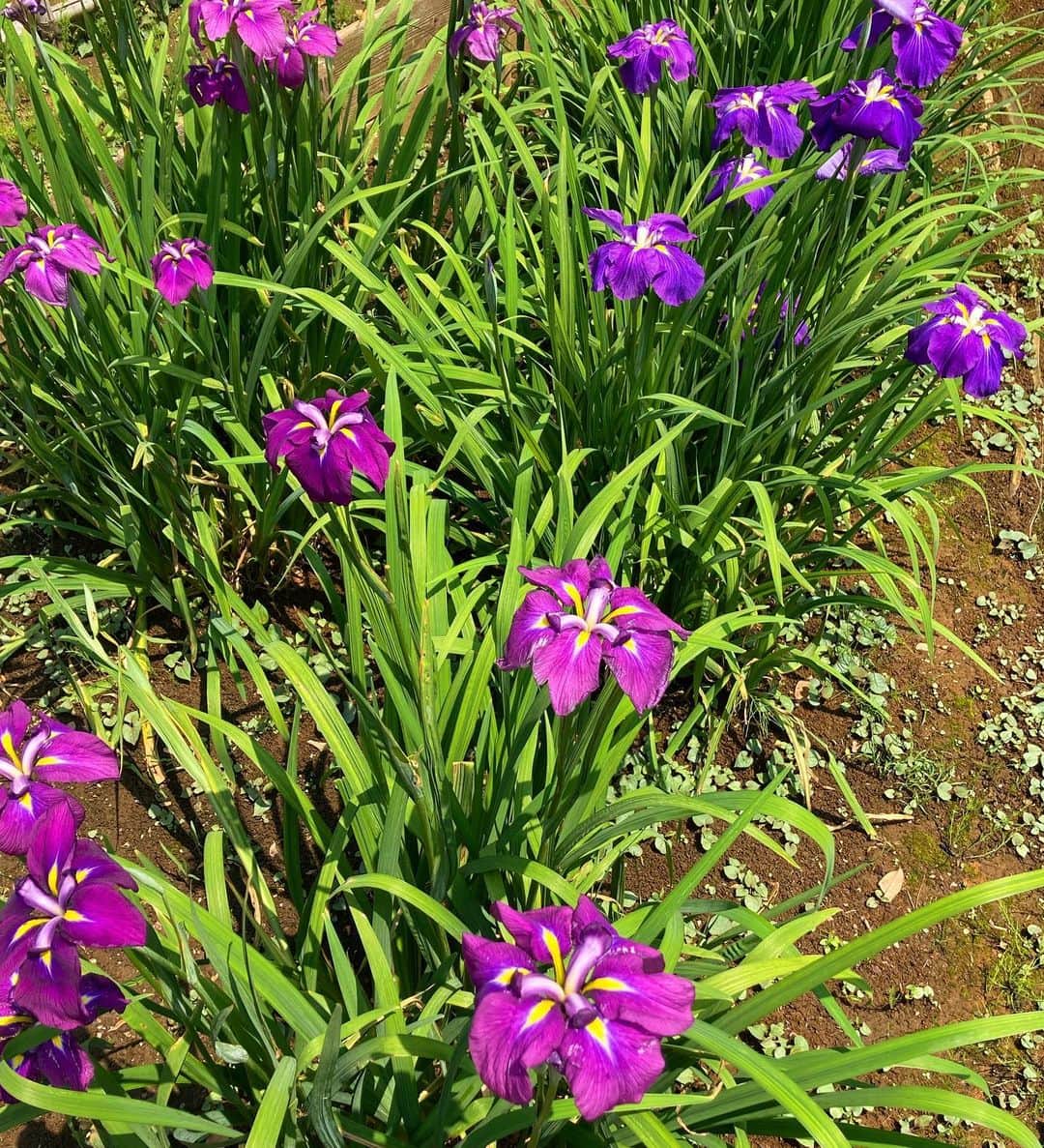 前野えまさんのインスタグラム写真 - (前野えまInstagram)「菖蒲の花が満開でした！ ・ ・ #おはようございます #快晴 #季節の花 #紫の花 #菖蒲 #花菖蒲 #花のある風景 #花の写真 #ポートレート   #goodmorning #iris #purple #violet #flowers #flowerphotography #flowerstagram  #followme #tagsforlikes #tflers #tagsforlikesapp #actress #actor #girl #photography #portrait #portraitphotography #daily_phot_jpn #japan_daytime_view」6月8日 6時59分 - maeno_ema