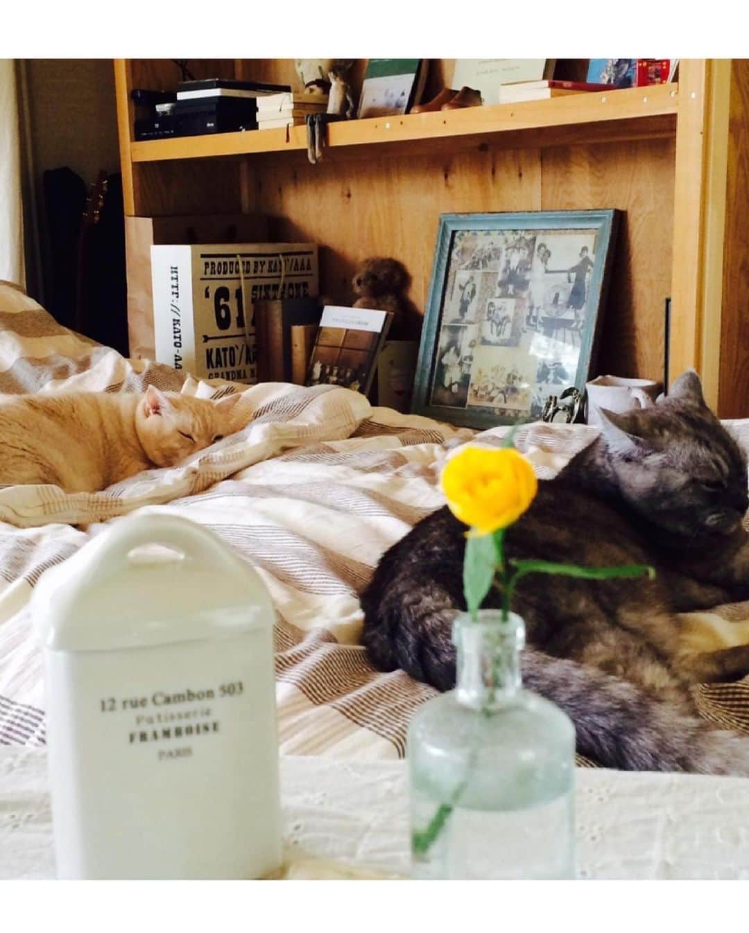 吉岡里帆さんのインスタグラム写真 - (吉岡里帆Instagram)「おはようございます。  夢に出てきた。 会いたいねぇ  #猫　#実家」6月8日 8時45分 - riho_yoshioka