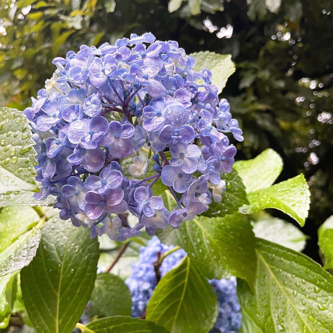 狩野舞子さんのインスタグラム写真 - (狩野舞子Instagram)「・ 縁がクルッてなってて可愛いかった🥰 やっぱり紫陽花は雨が似合うね。 ・ #紫陽花」6月8日 9時25分 - kanochan715