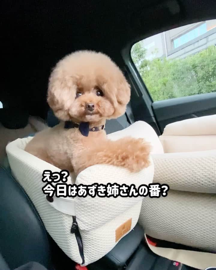 のインスタグラム：「・ こっちに乗る〜❗️ あっちに乗る〜🤣 ・ いつもありがとうございます✨ ・ パンナのお気に入りのドライブボックスのストーリー、 @pannahouse_official でも見てね❣️ ・ #トイプードル #プードル #チワワ #いぬすたぐらむ #いぬバカ部 #犬 #ペット #ドッググッズ#犬用品 #犬のいる暮らし #toypoodle #poodle #chihuahua #dog #dogs #instadog #cutedog #あずしょこぱん #パンナ #パンナハウス #dugroo  #ドライブベッド #ドライブボックス」
