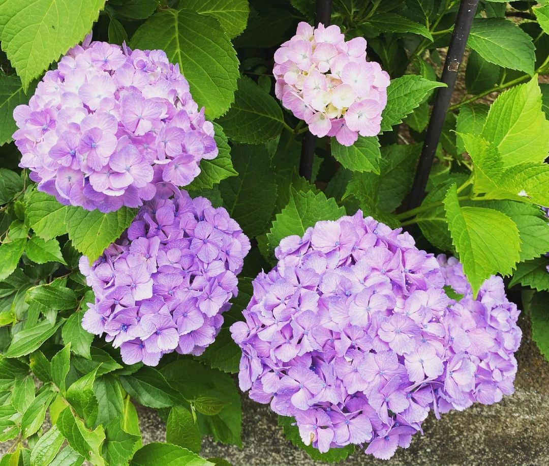 國本未華さんのインスタグラム写真 - (國本未華Instagram)「東京は今年初めて30℃を超えて真夏日！  そして本日、気象庁より東京のあじさい開花の発表もありました。 #あじさい #生物季節観測 #真夏日」6月8日 14時58分 - kunimoto_mika