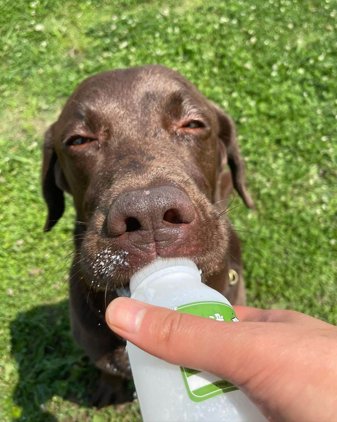 masakiさんのインスタグラム写真 - (masakiInstagram)「tue.8 Jun.2021  くぴくぴ🍼 暑い日は凍らせたヤギミルクサイコーだねー 赤ちゃんの顔に戻るから 見ていて癒される♡  甘酒は飲む点滴っていわれるように、 母乳は飲む血液。 赤くないのは赤血球が取り除かれてるから。 コロイド溶液だから肉食の犬にとって美味しすぎるみたい♡ 脂肪とタンパク質の粒子が溶けずに含まれているから つまり肉汁みたいなもの。  母乳は血でもあり肉でもあるって、 ぼぼちゃん先生が言ってましたー。  #番長は胆嚢手術してるから飲み過ぎ注意です」6月8日 15時57分 - mogurapicassowols