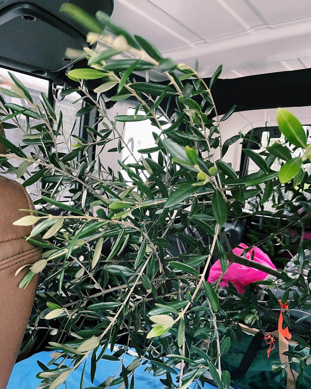 原田沙奈子さんのインスタグラム写真 - (原田沙奈子Instagram)「こないだSOLSO FARMでオリーブの木を連れて帰りました🌳  1年越しにバルコニーの植栽に取りかかることに。 なにせ慎重な性格なもんで。← 色んな方にたくさん質問しながら絶賛迷い中。  完全はまだまだ先かなぁ…  バルコニーが南フランスにならないかなー！ …つってね🥴  #雨で湿気しか感じなかった日 #パーマもダレる」6月8日 22時49分 - sanakoharada