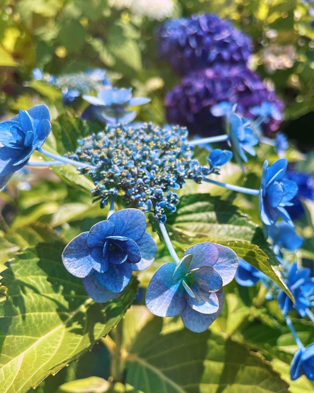 倉地美晴さんのインスタグラム写真 - (倉地美晴Instagram)「・ 紫陽花が美しい季節  紫陽花全体の花言葉は、 「移り気」「冷酷」「団らん」「和気あいあい」「家族」「変節」「浮気」  紫陽花は咲いている時期の中でも変化をしたり、 土によって花の色が変化したりする花です。 その性質に由来して「変節」「移り気」「浮気」という花言葉がつけられたともいわれています。  また花の色によっても花言葉が違います。  青🧿 「無情」「冷淡」「高慢」  ピンク🎀 「元気な女性」「強い愛情」  紫🔮 「辛抱強い愛情」「清澄」「神秘」  白🫖 「寛容」「ひたむきな愛情」  些細な事だけど、 花言葉を知るだけでいつと違った視点で花を楽しめるよ。  #紫陽花 #紫陽花の季節 #アジサイ #あじさい #アジサイの花 #あじさいまつり」6月9日 4時18分 - miharu_kurachi