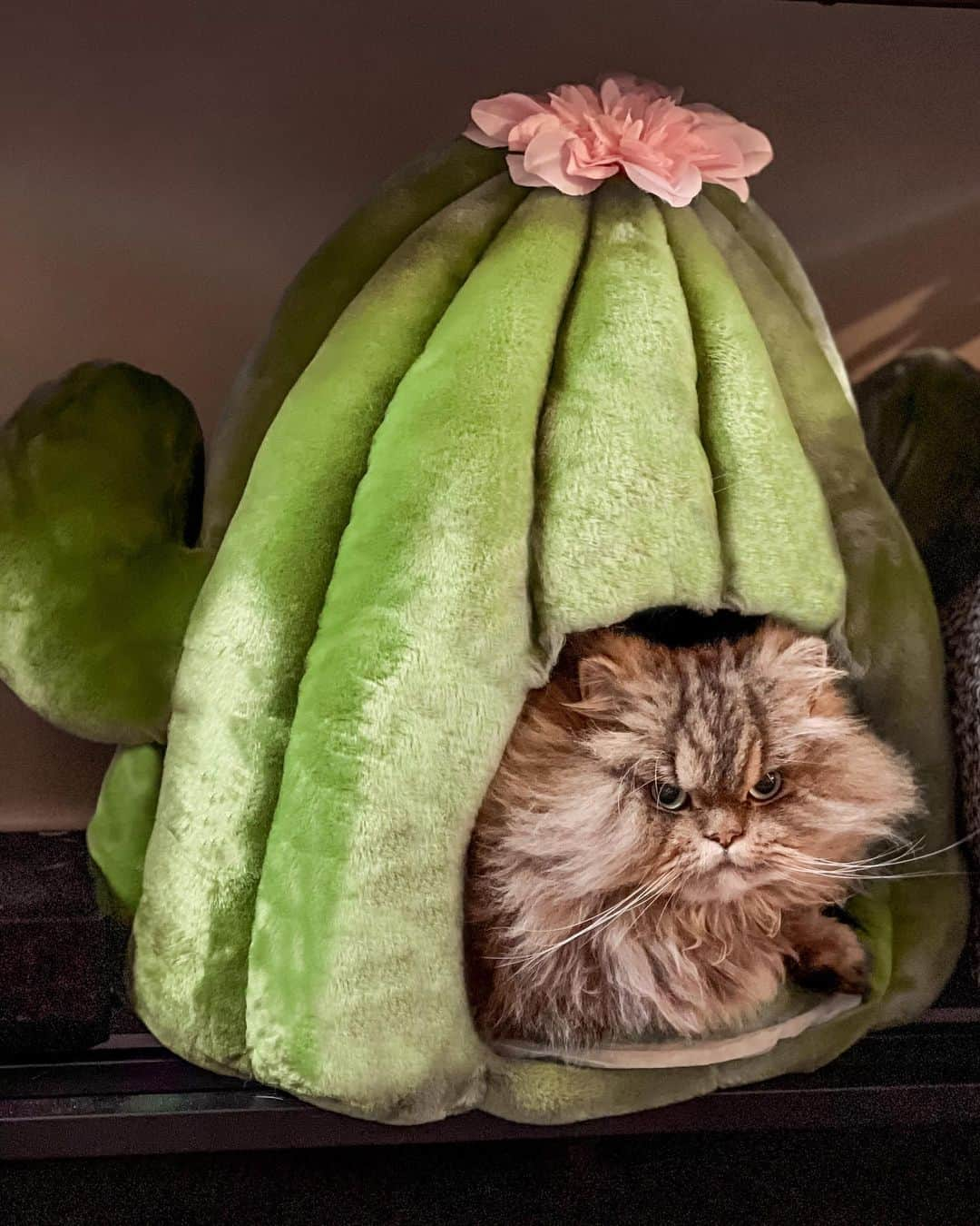 のインスタグラム：「I decided requested a new cat house for 2021 that’s as cute as me.... do you like it?  @vetreskanyc   #VETRESKA [AD]」