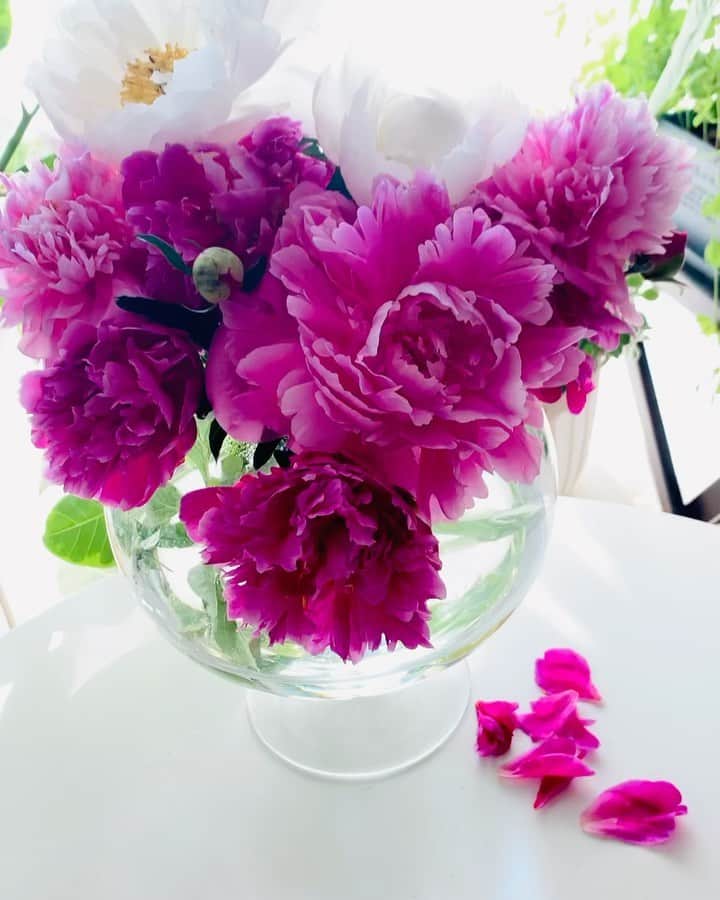 のインスタグラム：「🌸芍薬🌸（シャクヤク） あっという間に咲きました🥰 かわいくて癒されるなぁ〜✨  芍薬の花言葉は🌸 色にもよって違うけど、はじらい・慎ましさ ピンクの芍薬の花言葉は🌸はにかみ 白の芍薬の花言葉は🌸幸せな結婚 赤の芍薬の花言葉は🌸誠実  芍薬は名のとおり、中国では紀元前の昔から薬草として使われていたそう。その根は消炎、鎮痛、抗菌など、さまざまな薬効をもち、現在でも多くの漢方薬で使用されているんだそうですよ🌸  #芍薬 #シャクヤク #美しい花 #お花が好き  #花のある暮らし #flowers  #フラワーアレンジメント  #癒し #reinagarden🌸」