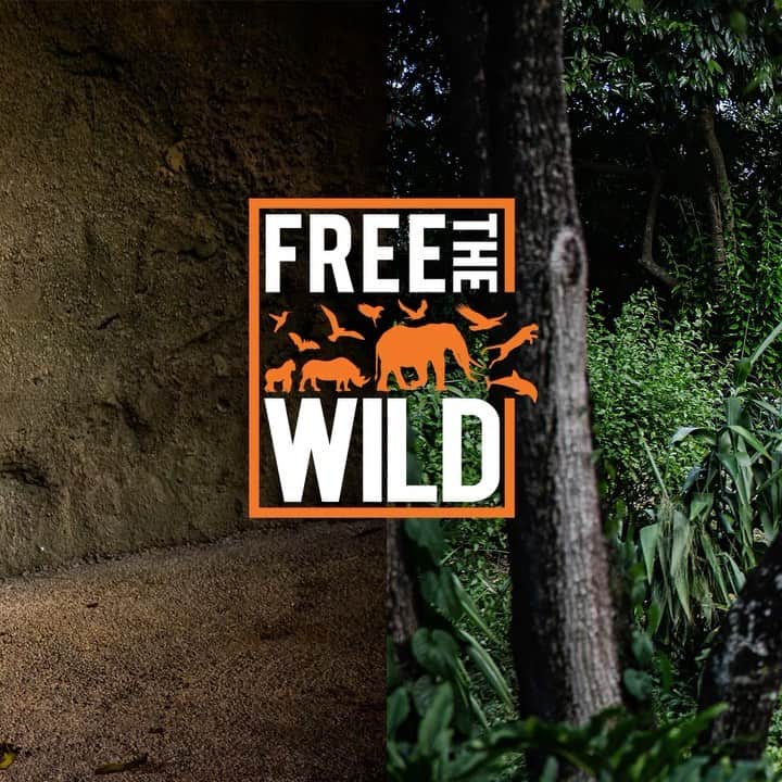 シェールのインスタグラム：「Free The Wild celebrates another win!  Daboo, the Asian Black bear has led a short but tortured life. His mother was killed by poachers and, before long, he landed in a cage at Lahore Zoo, Pakistan.  Thanks to our amazing followers and the hard work of Anila Umair Founder of @cawopk and FTW Director, Anika Sleem, Daboo has now found a fantastic home at @iwmb.org.pk  Please help us do more like this. Support @ftwglobal 🌴🐘」