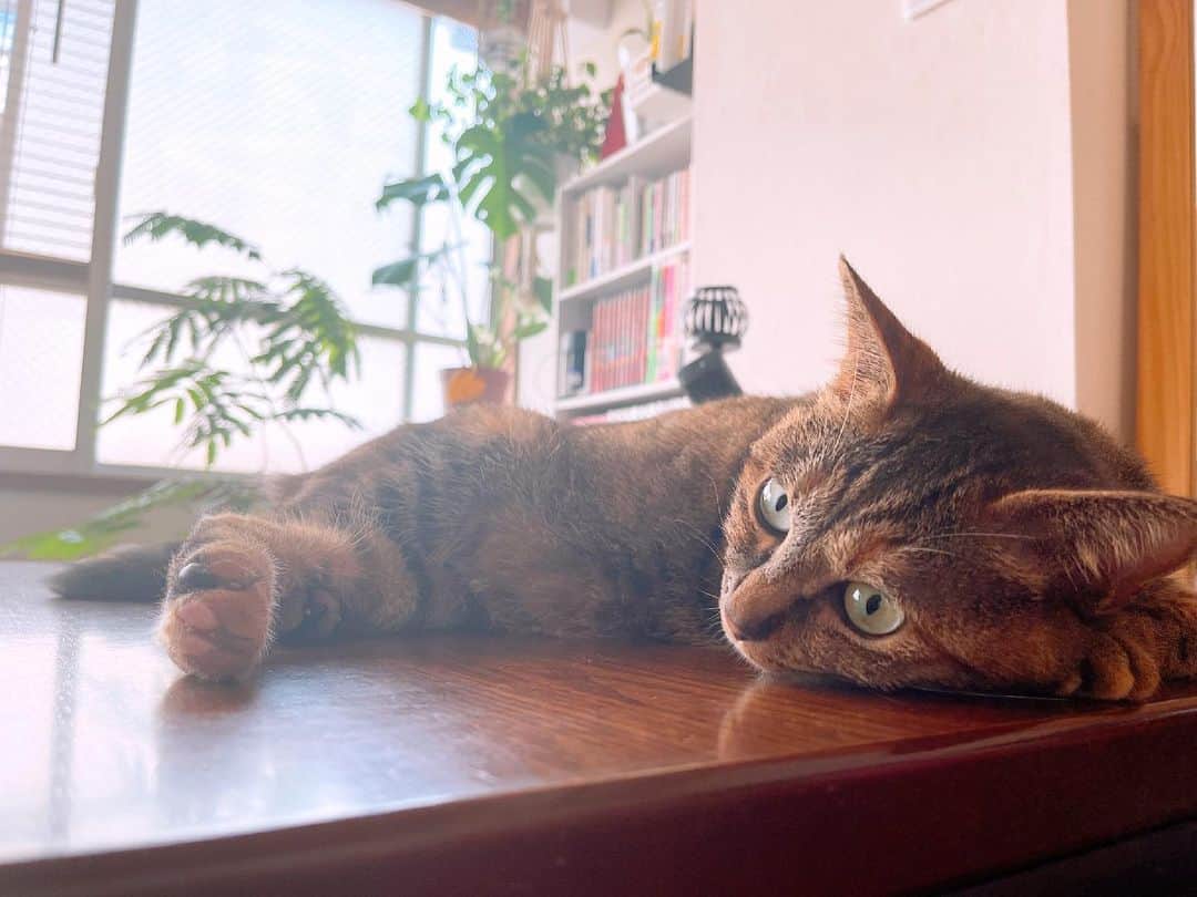 秋山ゆずきのインスタグラム：「. . 夏日だにゃ  って顔してて可愛すぎる  可愛い可愛い可愛い〜！って 毎日一緒にいるのに毎日思う🙄  えぶりでぃ可愛い愛しい。  #🐈 #猫 #ねこのいる生活  #ねこ #ねこすたぐらむ」
