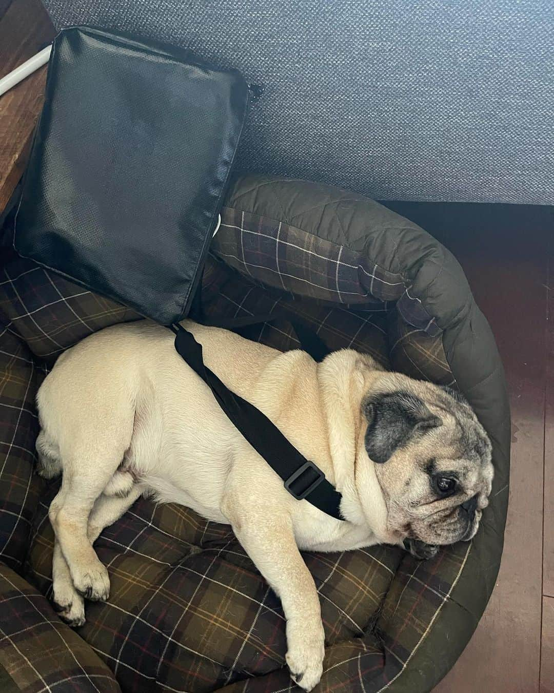 やついいちろうさんのインスタグラム写真 - (やついいちろうInstagram)「カバン持って、おでかけですか？  #pug #pugs #puglife #puglove #パグ #パグスタグラム」6月9日 12時50分 - yatsuiichiro