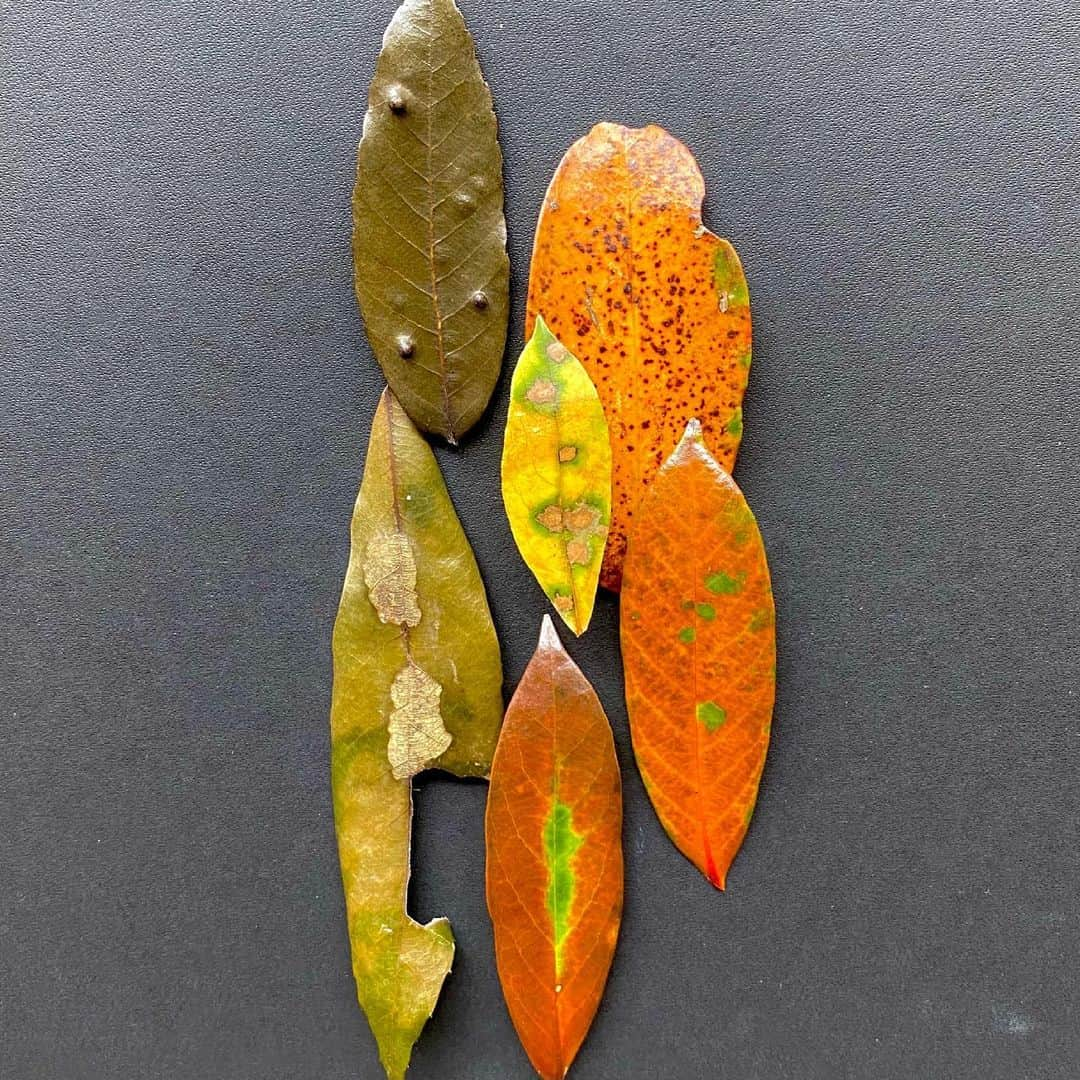 藤井フミヤさんのインスタグラム写真 - (藤井フミヤInstagram)「Leaf Art 2﻿ ﻿ #artist #art #artwork﻿ #nude #painting #illustration ﻿ #fineart #ファインアート﻿ #contemporaryart #現代アート﻿ #mixedmedia #visualart﻿ #design #graphicdesign﻿ #artoftheday﻿ #artcollection #アートコレクター﻿ #fumiyart2021﻿ #ACTION」6月9日 16時15分 - fumiya_fujii_ff