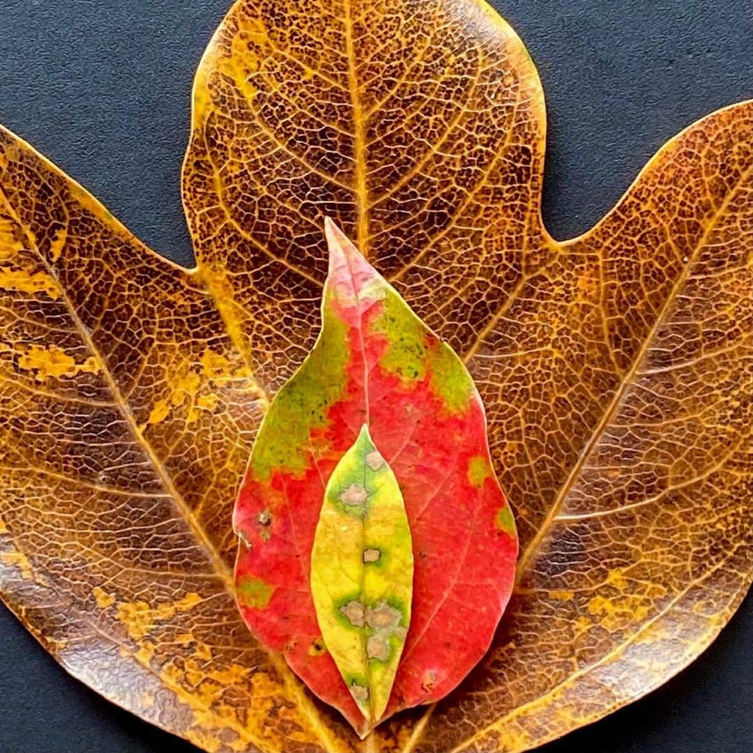 のインスタグラム：「Leaf Art 2﻿ ﻿ #artist #art #artwork﻿ #nude #painting #illustration ﻿ #fineart #ファインアート﻿ #contemporaryart #現代アート﻿ #mixedmedia #visualart﻿ #design #graphicdesign﻿ #artoftheday﻿ #artcollection #アートコレクター﻿ #fumiyart2021﻿ #ACTION」
