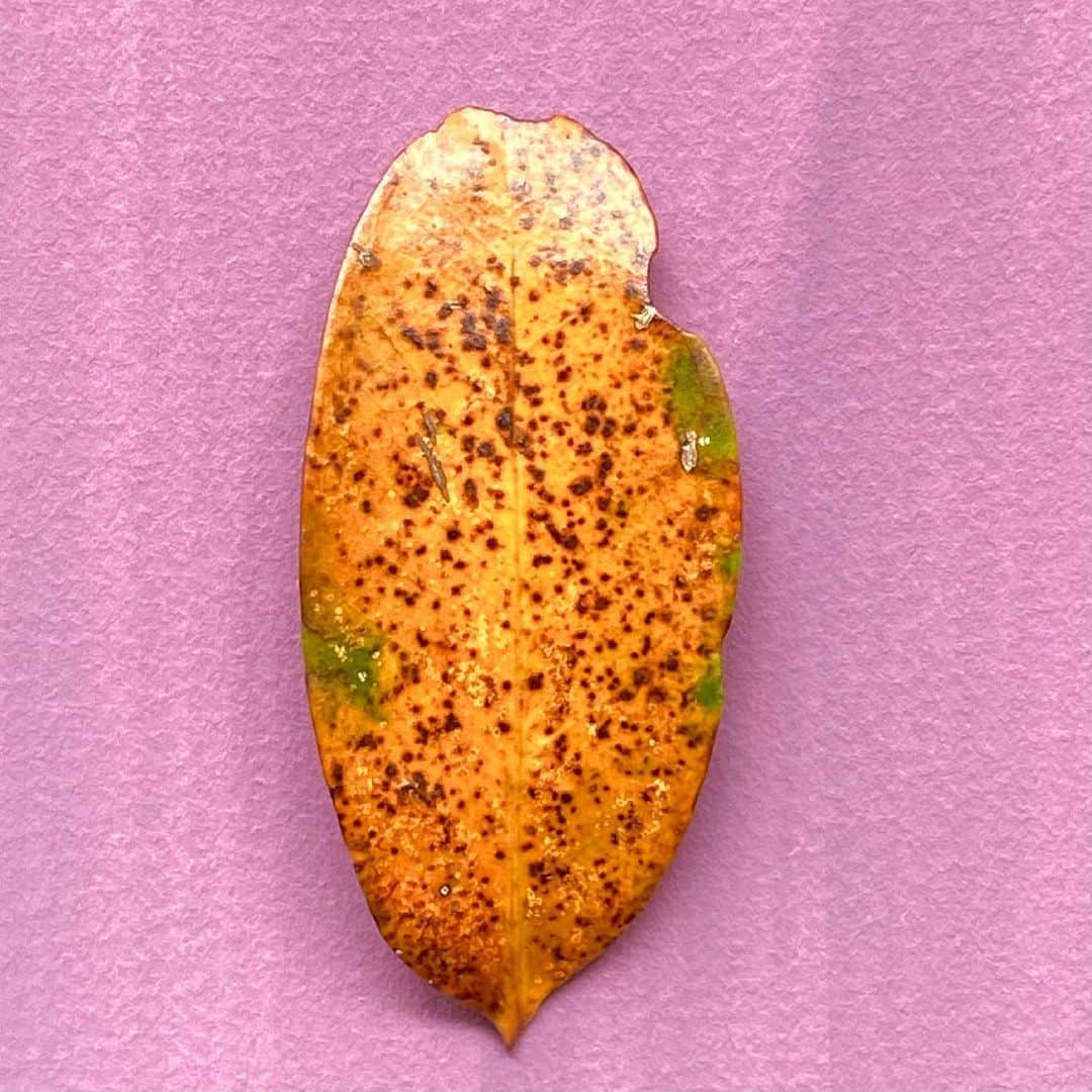 藤井フミヤさんのインスタグラム写真 - (藤井フミヤInstagram)「葉っぱのアート﻿ Leaf Art﻿ ﻿ １時間の散歩で拾った葉っぱたち﻿ Leaves picked up during a one-hour walk.﻿ ﻿ 日本の茶道のような侘び寂びを感じる﻿ Feel the WabiSabi of Japanese tea ceremony.﻿ ﻿ この葉っぱたちは　やがて全て茶色になる﻿ These leaves will soon all turn brown.﻿ ﻿ 朽ち果ててゆく美しさ﻿ Decaying beauty.﻿ ﻿ Leaf Art 2へ続く→﻿ ﻿ #artist #art #artwork﻿ #nude #painting #illustration ﻿ #fineart #ファインアート﻿ #contemporaryart #現代アート﻿ #mixedmedia #visualart﻿ #design #graphicdesign﻿ #artoftheday﻿ #artcollection #アートコレクター﻿ #fumiyart2021﻿ #ACTION」6月9日 16時18分 - fumiya_fujii_ff