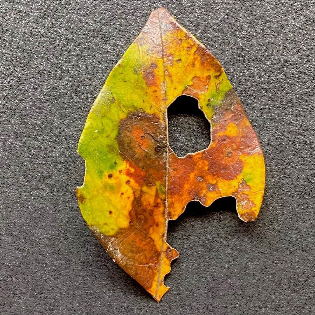 藤井フミヤさんのインスタグラム写真 - (藤井フミヤInstagram)「葉っぱのアート﻿ Leaf Art﻿ ﻿ １時間の散歩で拾った葉っぱたち﻿ Leaves picked up during a one-hour walk.﻿ ﻿ 日本の茶道のような侘び寂びを感じる﻿ Feel the WabiSabi of Japanese tea ceremony.﻿ ﻿ この葉っぱたちは　やがて全て茶色になる﻿ These leaves will soon all turn brown.﻿ ﻿ 朽ち果ててゆく美しさ﻿ Decaying beauty.﻿ ﻿ Leaf Art 2へ続く→﻿ ﻿ #artist #art #artwork﻿ #nude #painting #illustration ﻿ #fineart #ファインアート﻿ #contemporaryart #現代アート﻿ #mixedmedia #visualart﻿ #design #graphicdesign﻿ #artoftheday﻿ #artcollection #アートコレクター﻿ #fumiyart2021﻿ #ACTION」6月9日 16時18分 - fumiya_fujii_ff