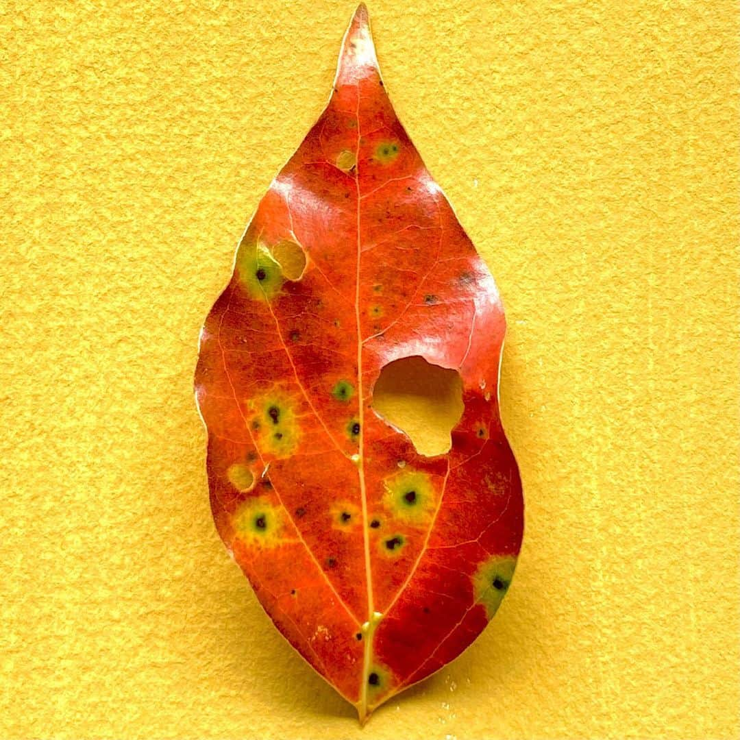 藤井フミヤさんのインスタグラム写真 - (藤井フミヤInstagram)「葉っぱのアート﻿ Leaf Art﻿ ﻿ １時間の散歩で拾った葉っぱたち﻿ Leaves picked up during a one-hour walk.﻿ ﻿ 日本の茶道のような侘び寂びを感じる﻿ Feel the WabiSabi of Japanese tea ceremony.﻿ ﻿ この葉っぱたちは　やがて全て茶色になる﻿ These leaves will soon all turn brown.﻿ ﻿ 朽ち果ててゆく美しさ﻿ Decaying beauty.﻿ ﻿ Leaf Art 2へ続く→﻿ ﻿ #artist #art #artwork﻿ #nude #painting #illustration ﻿ #fineart #ファインアート﻿ #contemporaryart #現代アート﻿ #mixedmedia #visualart﻿ #design #graphicdesign﻿ #artoftheday﻿ #artcollection #アートコレクター﻿ #fumiyart2021﻿ #ACTION」6月9日 16時18分 - fumiya_fujii_ff