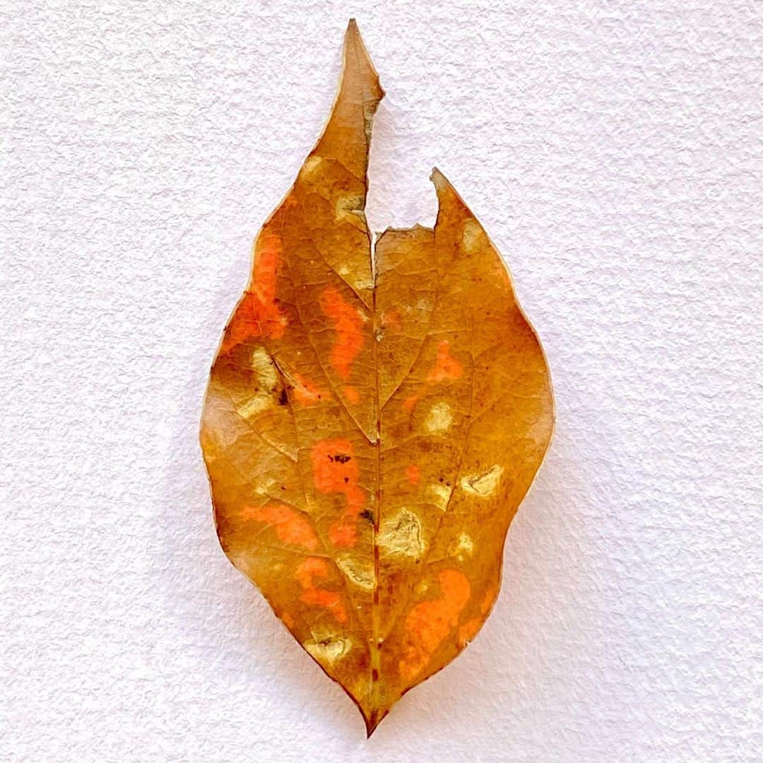 藤井フミヤさんのインスタグラム写真 - (藤井フミヤInstagram)「葉っぱのアート﻿ Leaf Art﻿ ﻿ １時間の散歩で拾った葉っぱたち﻿ Leaves picked up during a one-hour walk.﻿ ﻿ 日本の茶道のような侘び寂びを感じる﻿ Feel the WabiSabi of Japanese tea ceremony.﻿ ﻿ この葉っぱたちは　やがて全て茶色になる﻿ These leaves will soon all turn brown.﻿ ﻿ 朽ち果ててゆく美しさ﻿ Decaying beauty.﻿ ﻿ Leaf Art 2へ続く→﻿ ﻿ #artist #art #artwork﻿ #nude #painting #illustration ﻿ #fineart #ファインアート﻿ #contemporaryart #現代アート﻿ #mixedmedia #visualart﻿ #design #graphicdesign﻿ #artoftheday﻿ #artcollection #アートコレクター﻿ #fumiyart2021﻿ #ACTION」6月9日 16時18分 - fumiya_fujii_ff