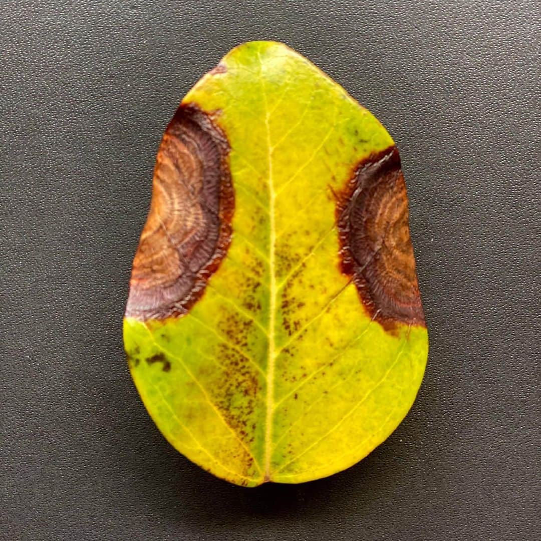 のインスタグラム：「葉っぱのアート﻿ Leaf Art﻿ ﻿ １時間の散歩で拾った葉っぱたち﻿ Leaves picked up during a one-hour walk.﻿ ﻿ 日本の茶道のような侘び寂びを感じる﻿ Feel the WabiSabi of Japanese tea ceremony.﻿ ﻿ この葉っぱたちは　やがて全て茶色になる﻿ These leaves will soon all turn brown.﻿ ﻿ 朽ち果ててゆく美しさ﻿ Decaying beauty.﻿ ﻿ Leaf Art 2へ続く→﻿ ﻿ #artist #art #artwork﻿ #nude #painting #illustration ﻿ #fineart #ファインアート﻿ #contemporaryart #現代アート﻿ #mixedmedia #visualart﻿ #design #graphicdesign﻿ #artoftheday﻿ #artcollection #アートコレクター﻿ #fumiyart2021﻿ #ACTION」