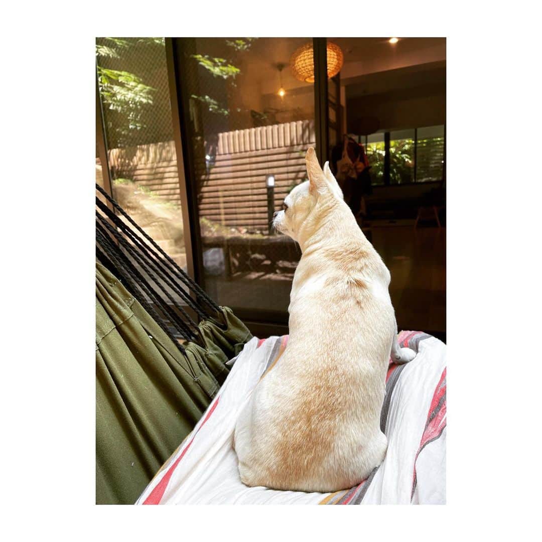 佐藤佳菜子さんのインスタグラム写真 - (佐藤佳菜子Instagram)「庭のハンモックで ゆらゆらやりながら  こんな時間久しぶりだねぇと 感傷にに浸っているのは わたしだけで  彼女は カラスを探しています。」6月9日 16時41分 - kanakosato1019