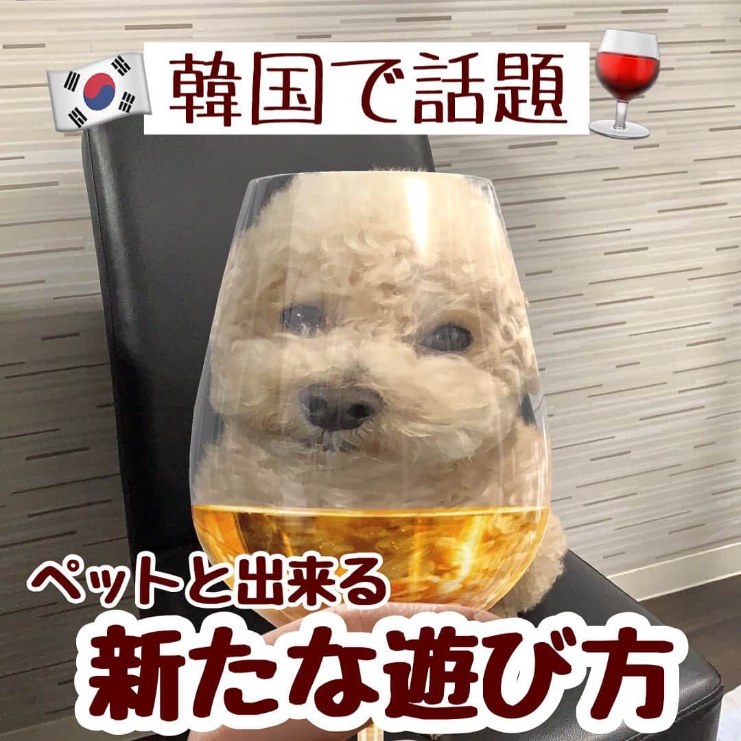 Snow 顔認識カメラアプリさんのインスタグラム写真 Snow 顔認識カメラアプリinstagram 韓国で話題 잔든견 って グラスの中にはいっちゃう Snowの変顔グラススタンプを使って 可愛いペットの写真を撮って見てね ペット ペットの