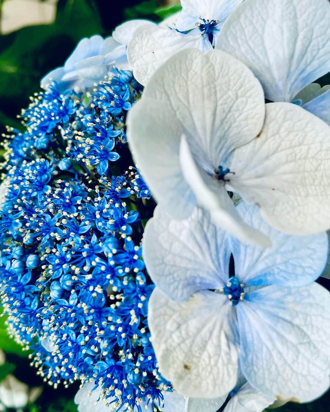 宮村ななこさんのインスタグラム写真 - (宮村ななこInstagram)「Hydrangea. #hydranga #photography #photo #flowers #flower #flowerstagram #flowerphotography」6月9日 17時53分 - miyamuchan_001